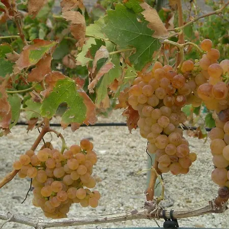 Casa La Vinita Landsted Arico el Nuevo